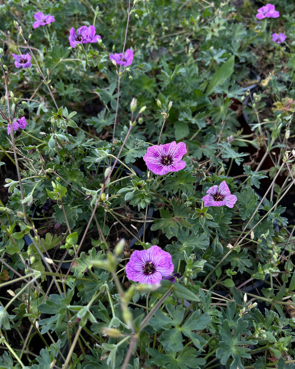 Hall kurereha 'Laurence Flatman'