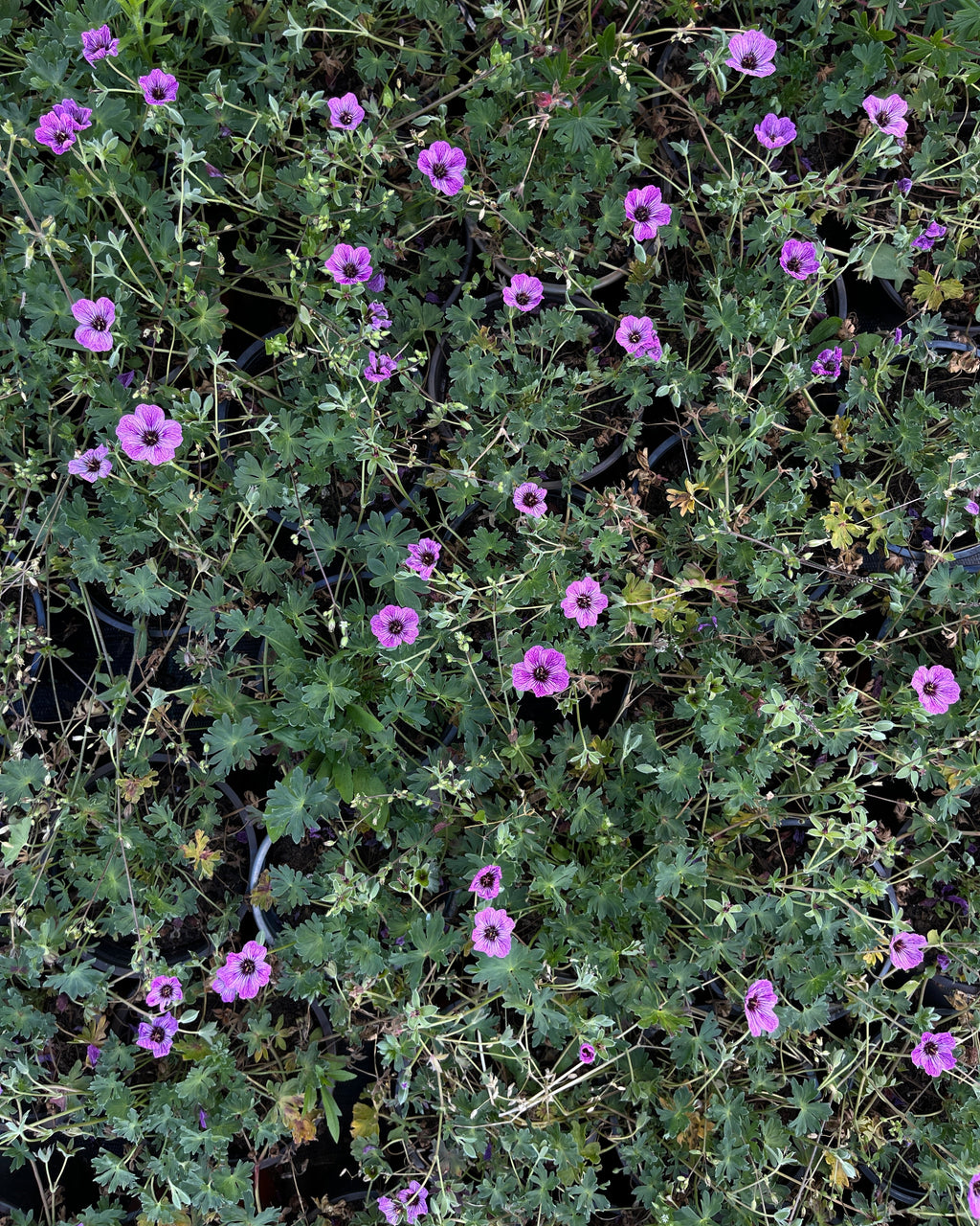 Hall kurereha 'Laurence Flatman'