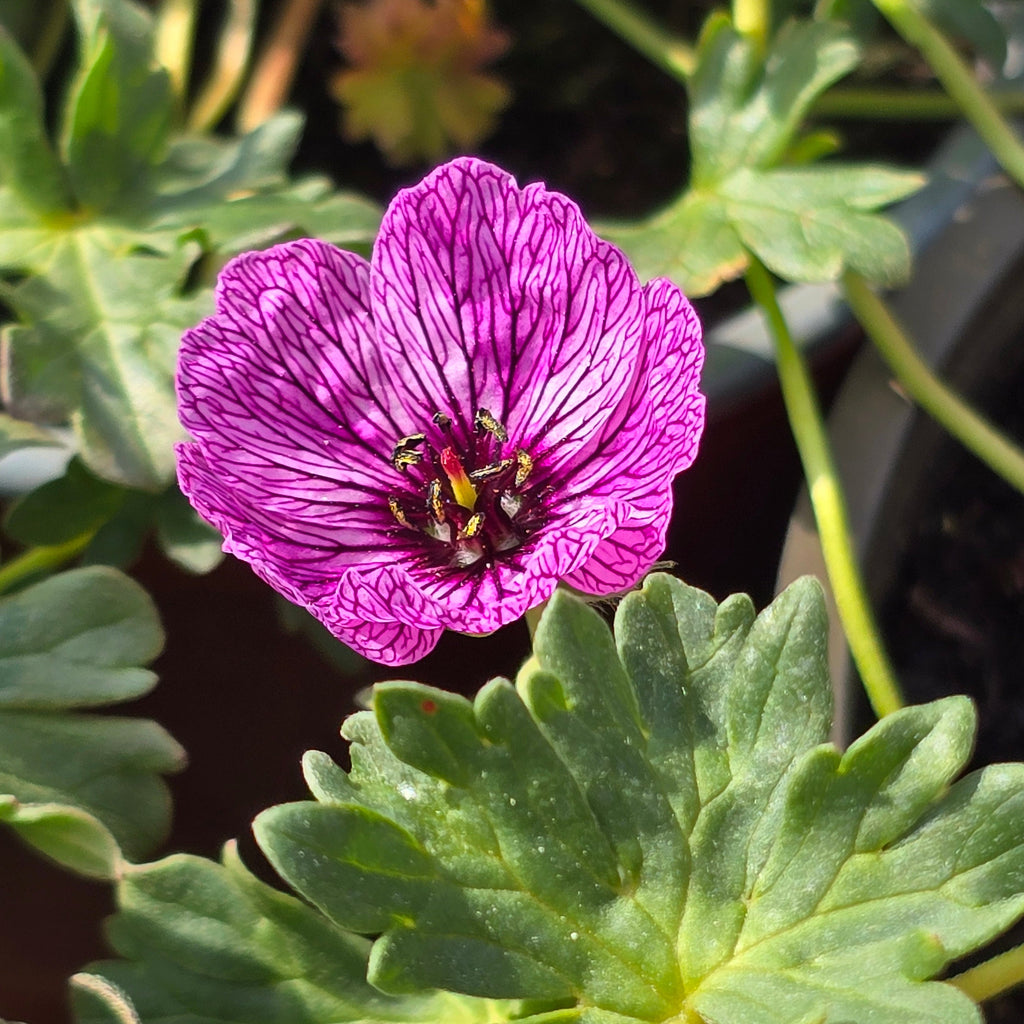 Hall kurereha 'Laurence Flatman'