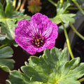 Hall kurereha 'Laurence Flatman'