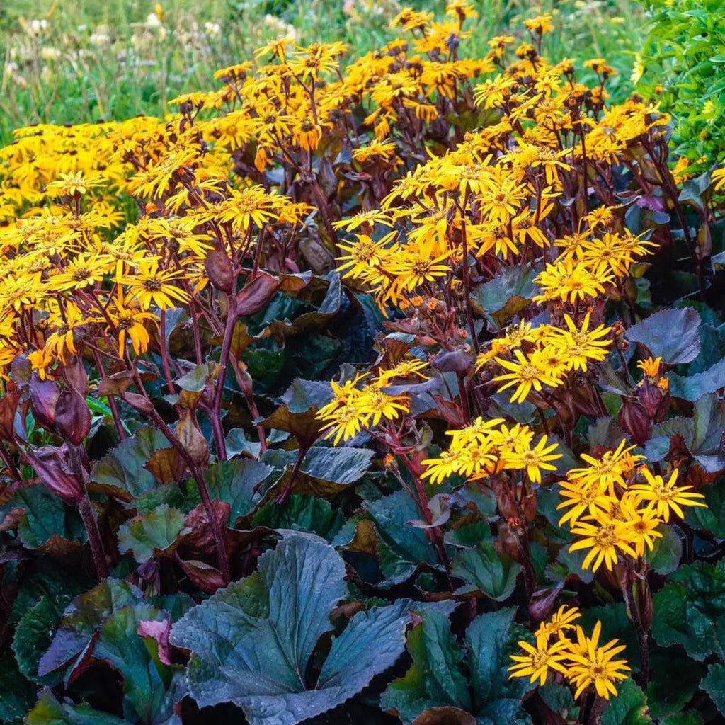 Hambuline kobarpea 'Britt-Marie Crawford'