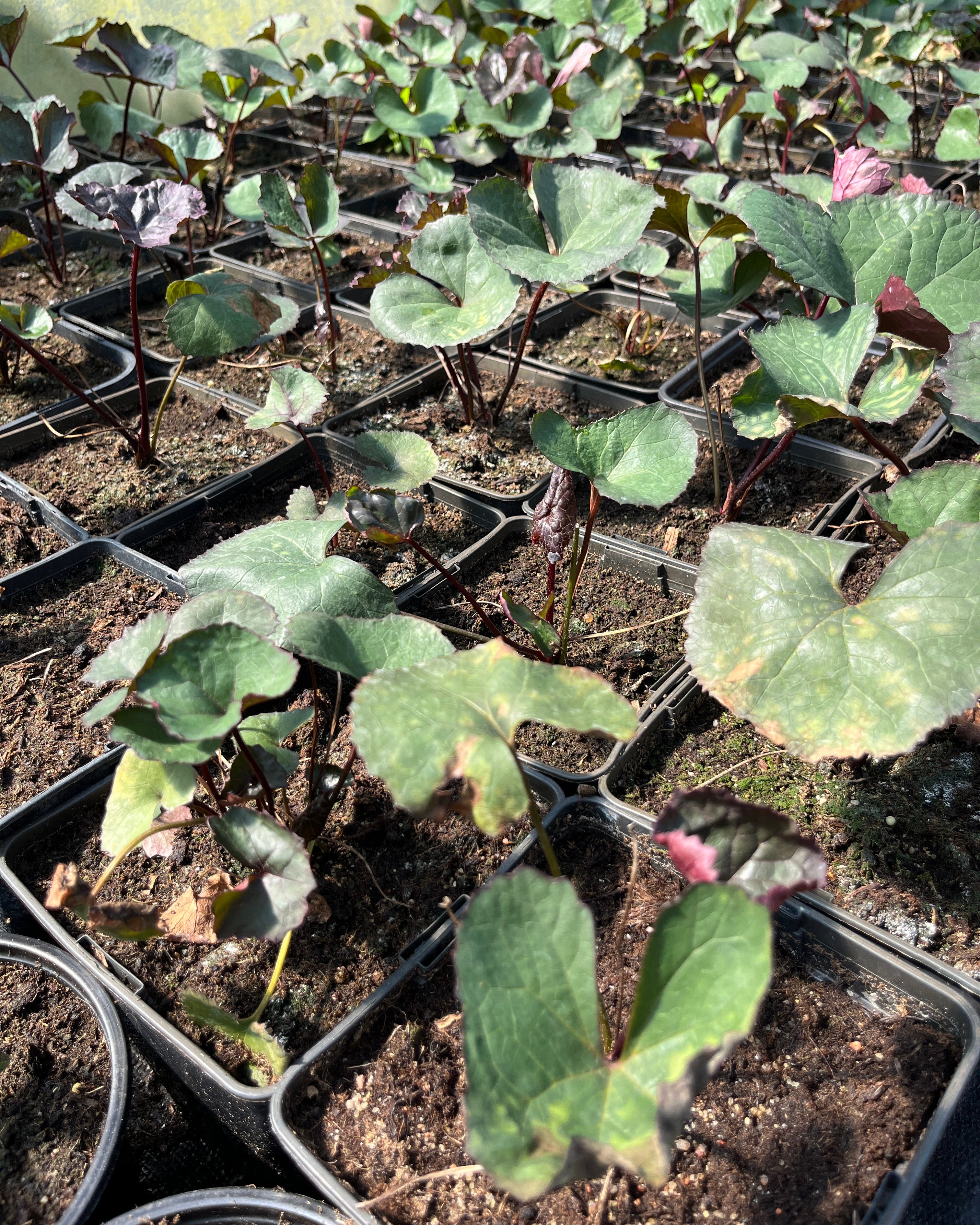 Hambuline kobarpea 'Britt-Marie Crawford'