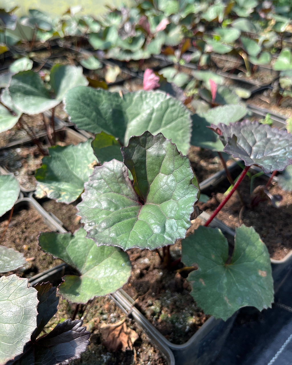 Hambuline kobarpea 'Britt-Marie Crawford'