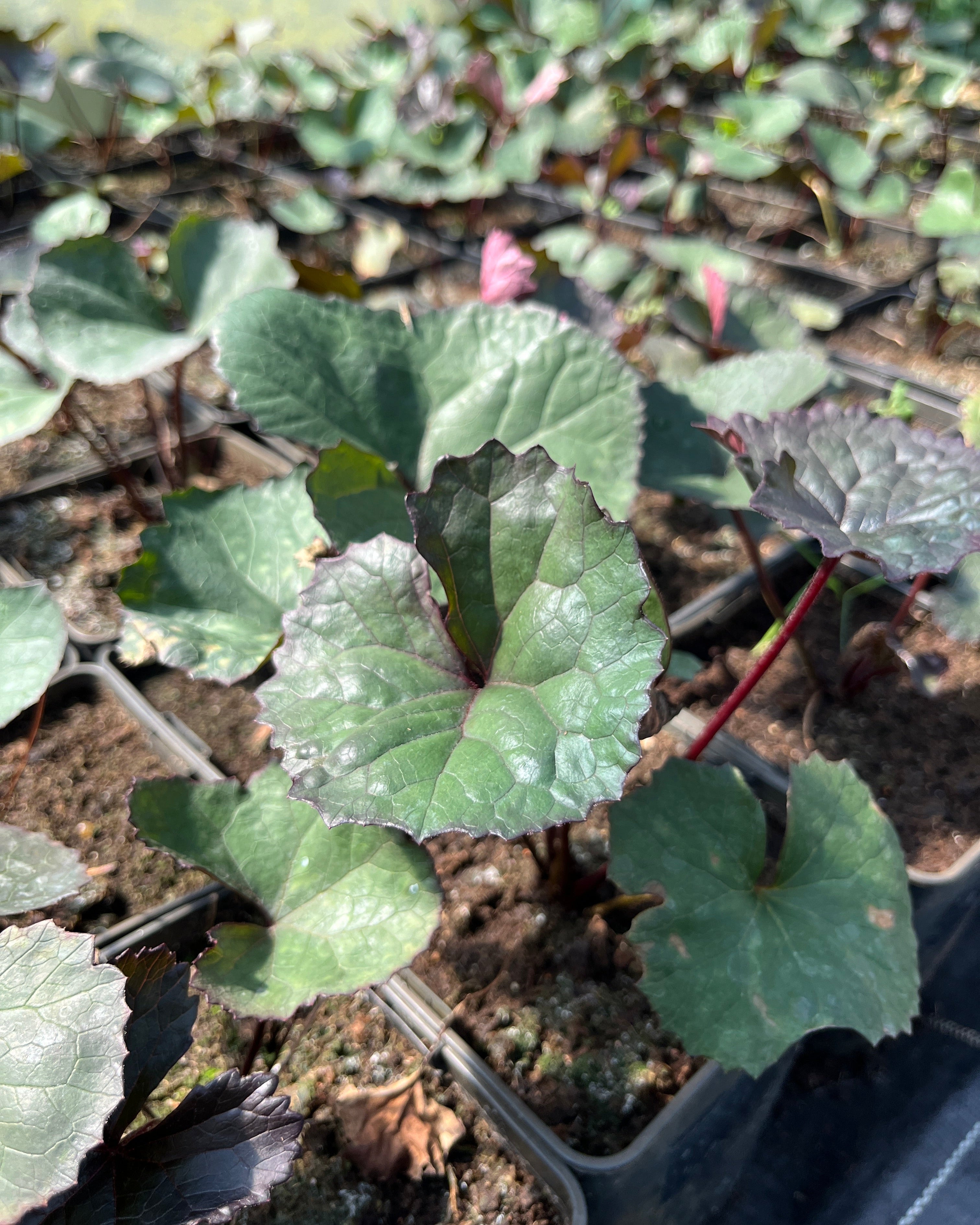 Hambuline kobarpea 'Britt-Marie Crawford'