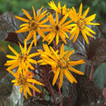 Hambuline kobarpea 'Britt-Marie Crawford'