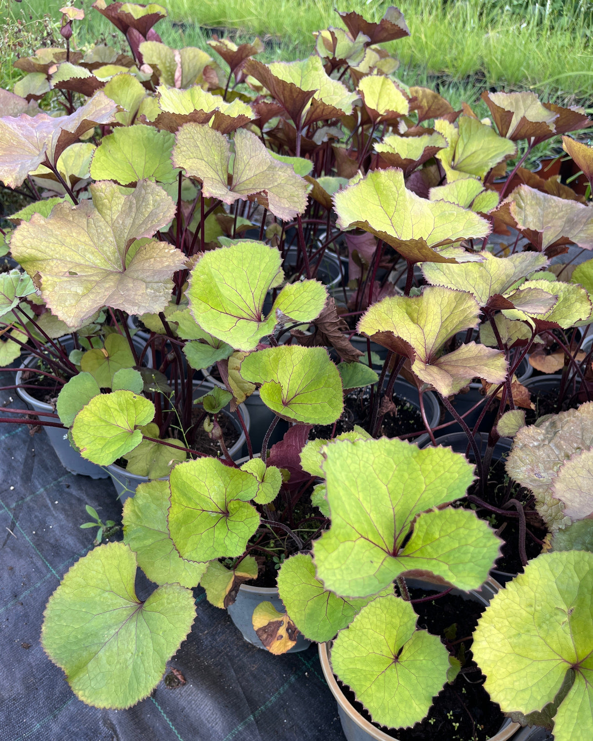 Hambuline kobarpea 'Othello'