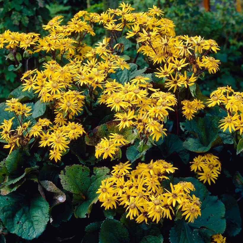 Hambuline kobarpea 'Othello'