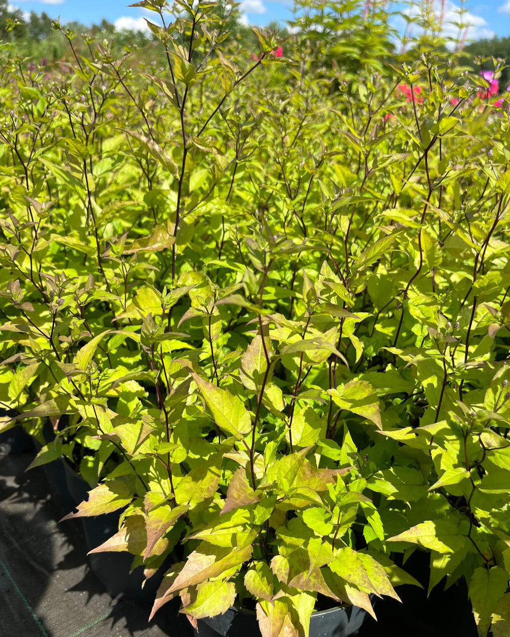 Haraline võsaaster 'Beth Chatto'