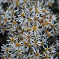 Haraline võsaaster 'Beth Chatto'