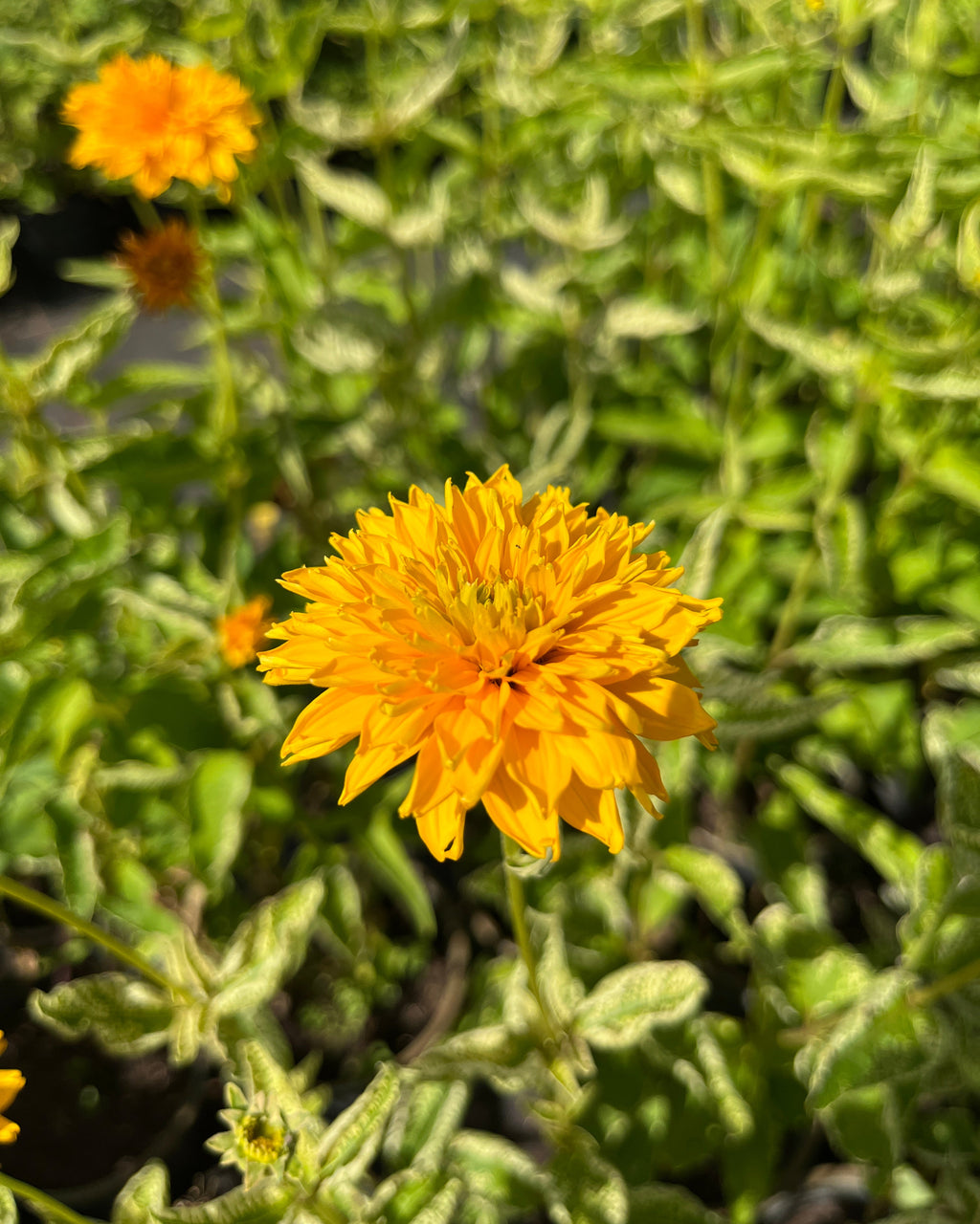 Harilik päikesesilm 'Double Sunstruck'