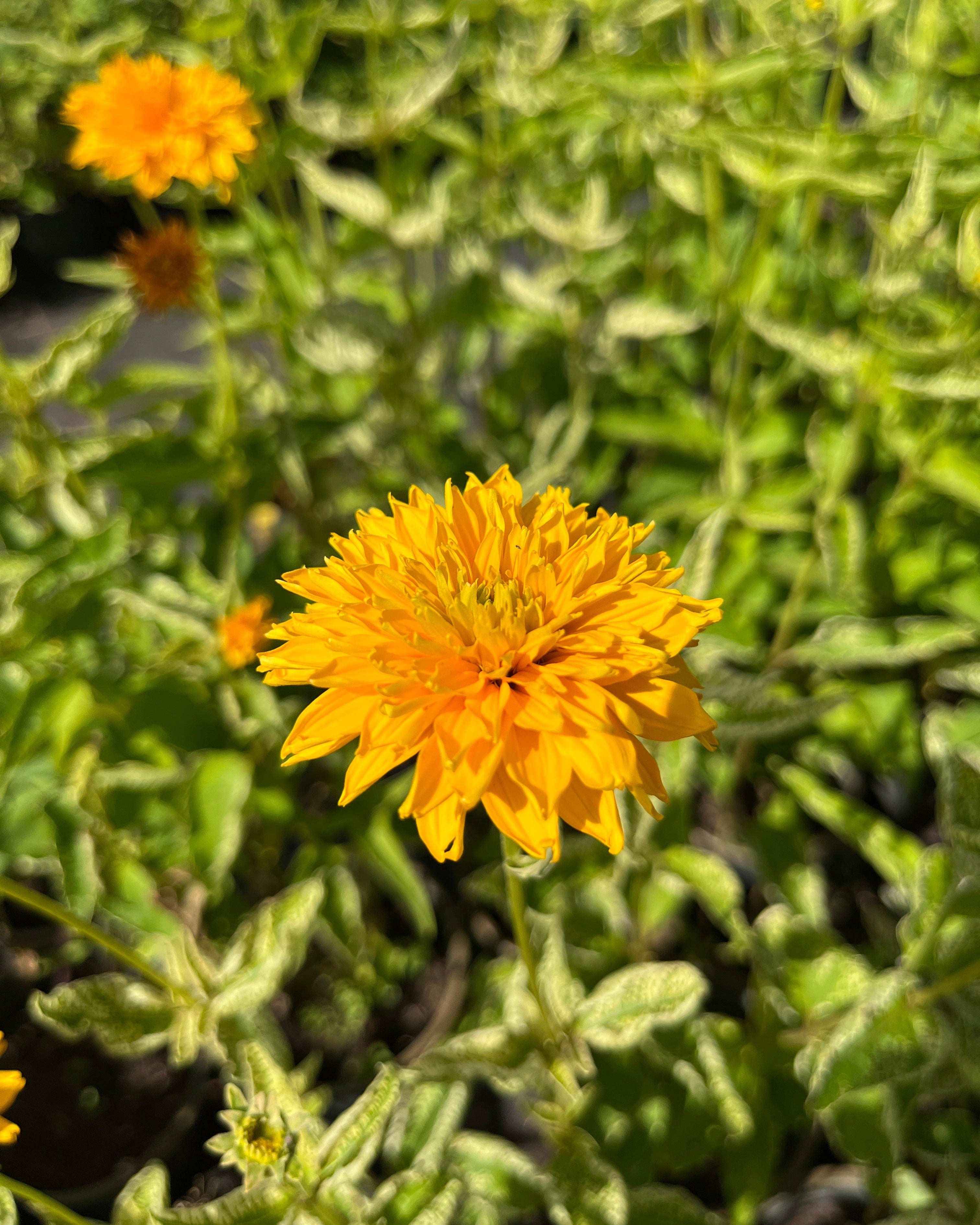Harilik päikesesilm 'Double Sunstruck'