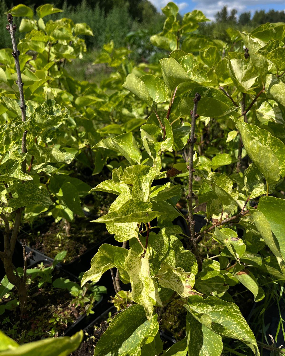 Harilik sirel 'Aucubaefolia'
