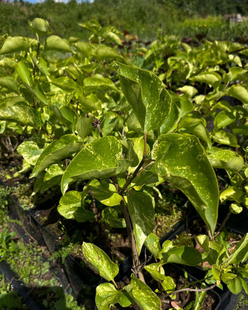Harilik sirel 'Aucubaefolia'