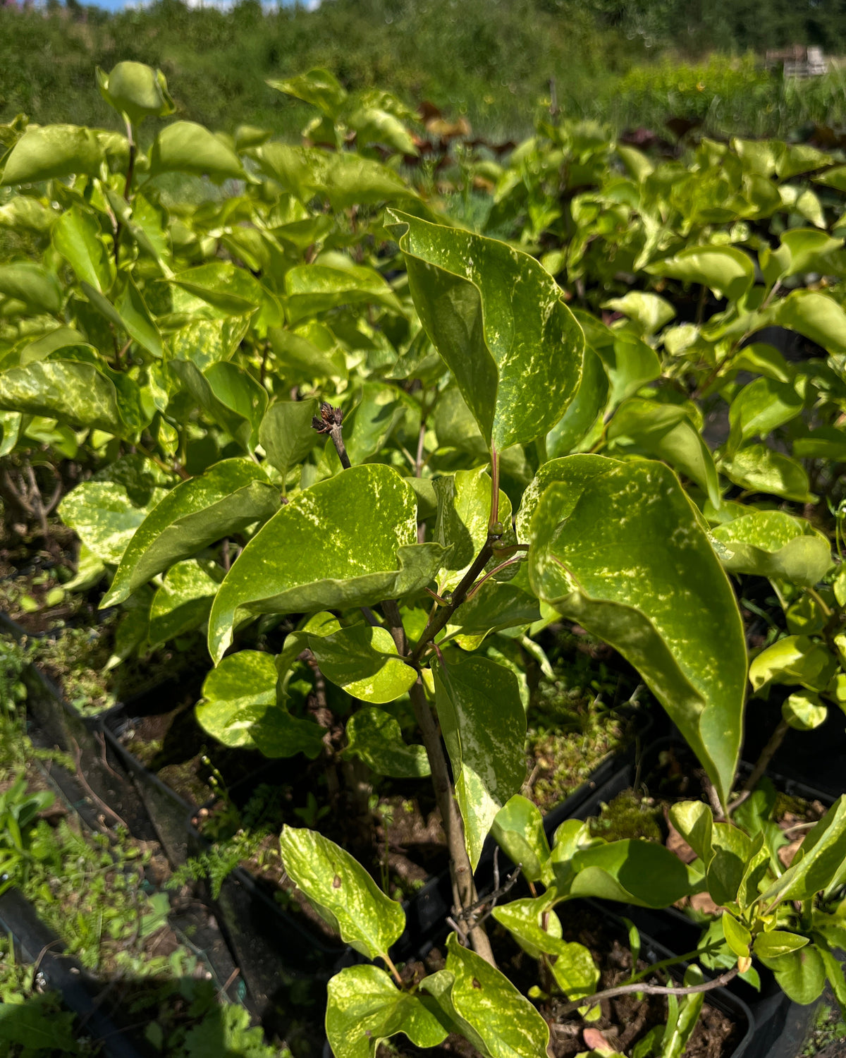 Harilik sirel 'Aucubaefolia'
