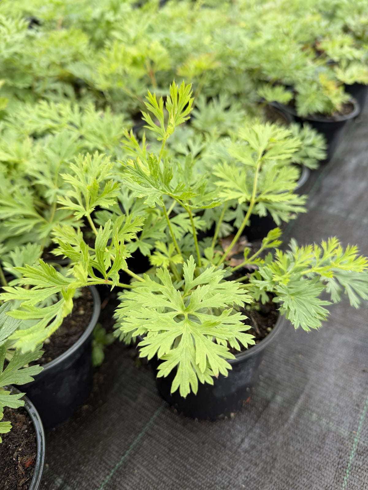 Harilik karukell 'Pulsar White'