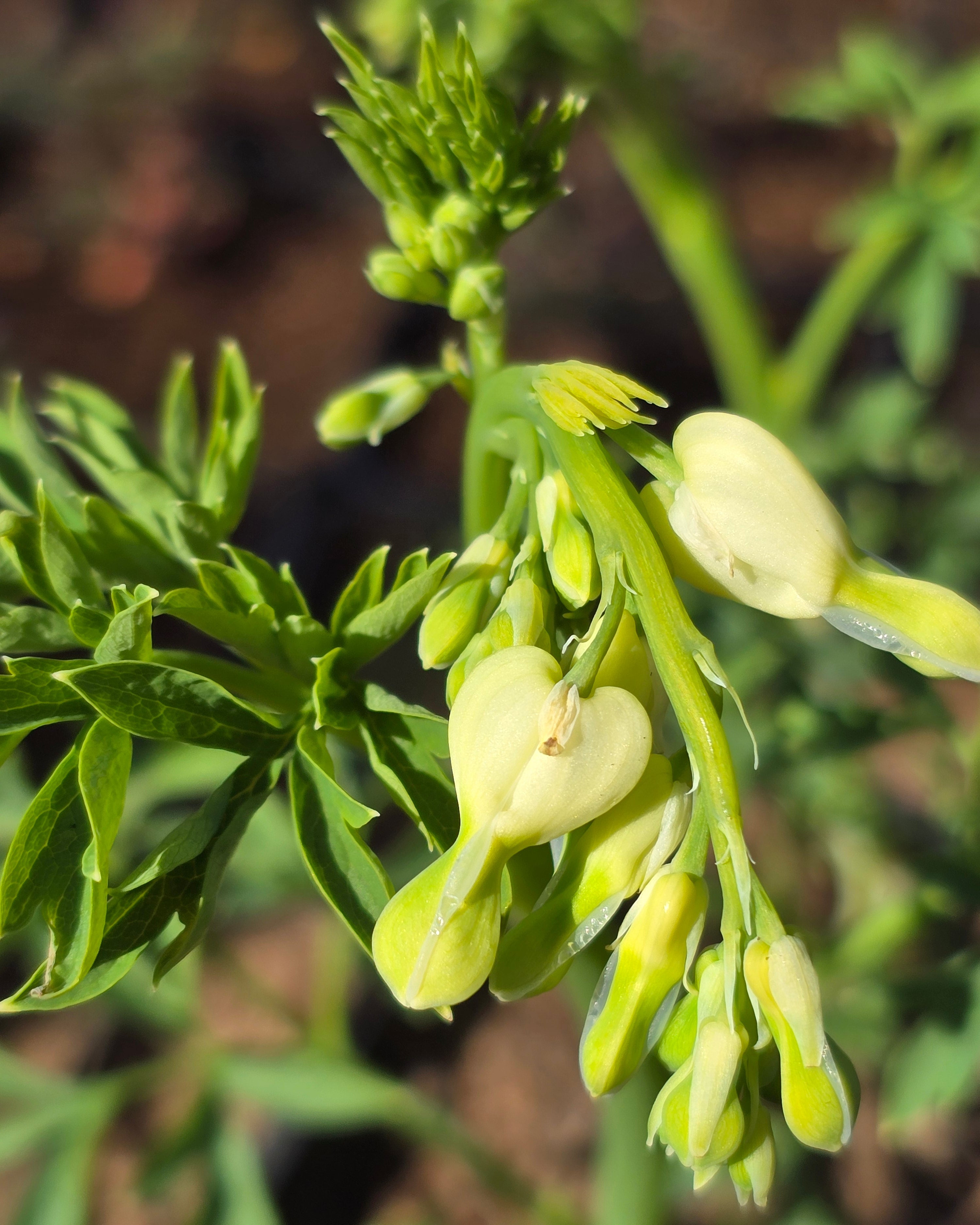 Harilik murtudsüda 'Alba'