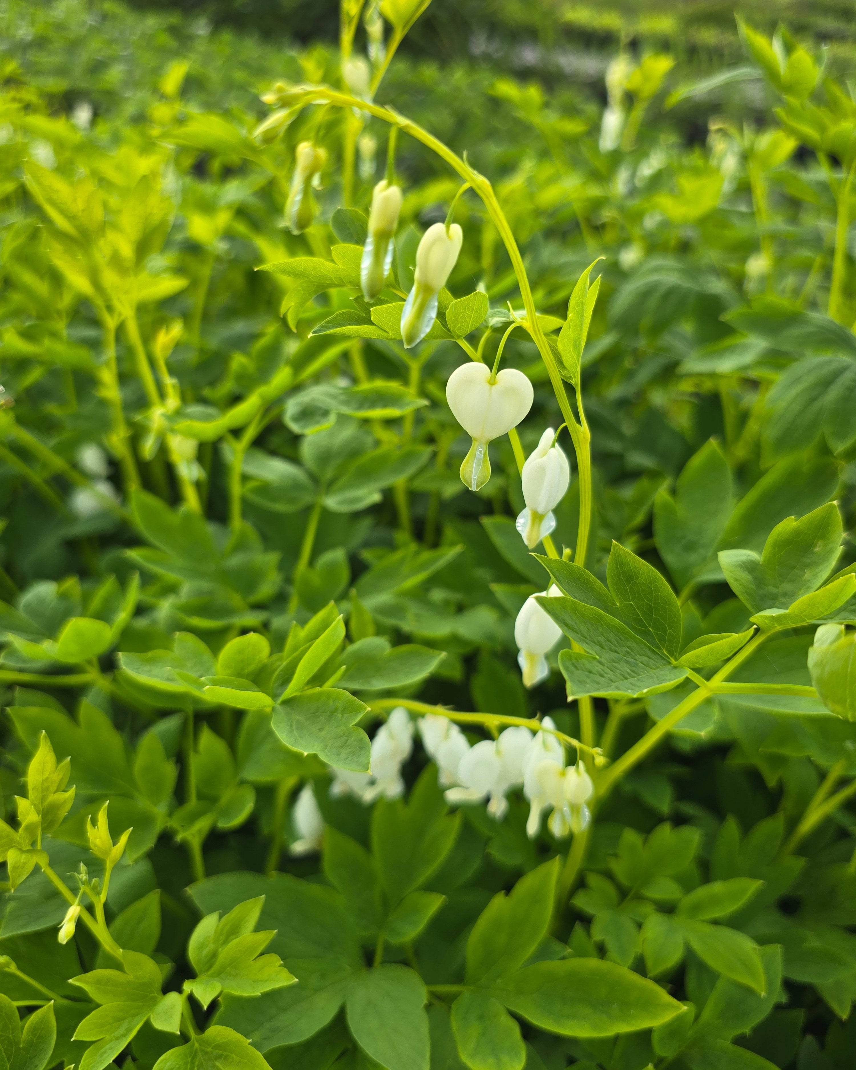 Harilik murtudsüda 'Alba'
