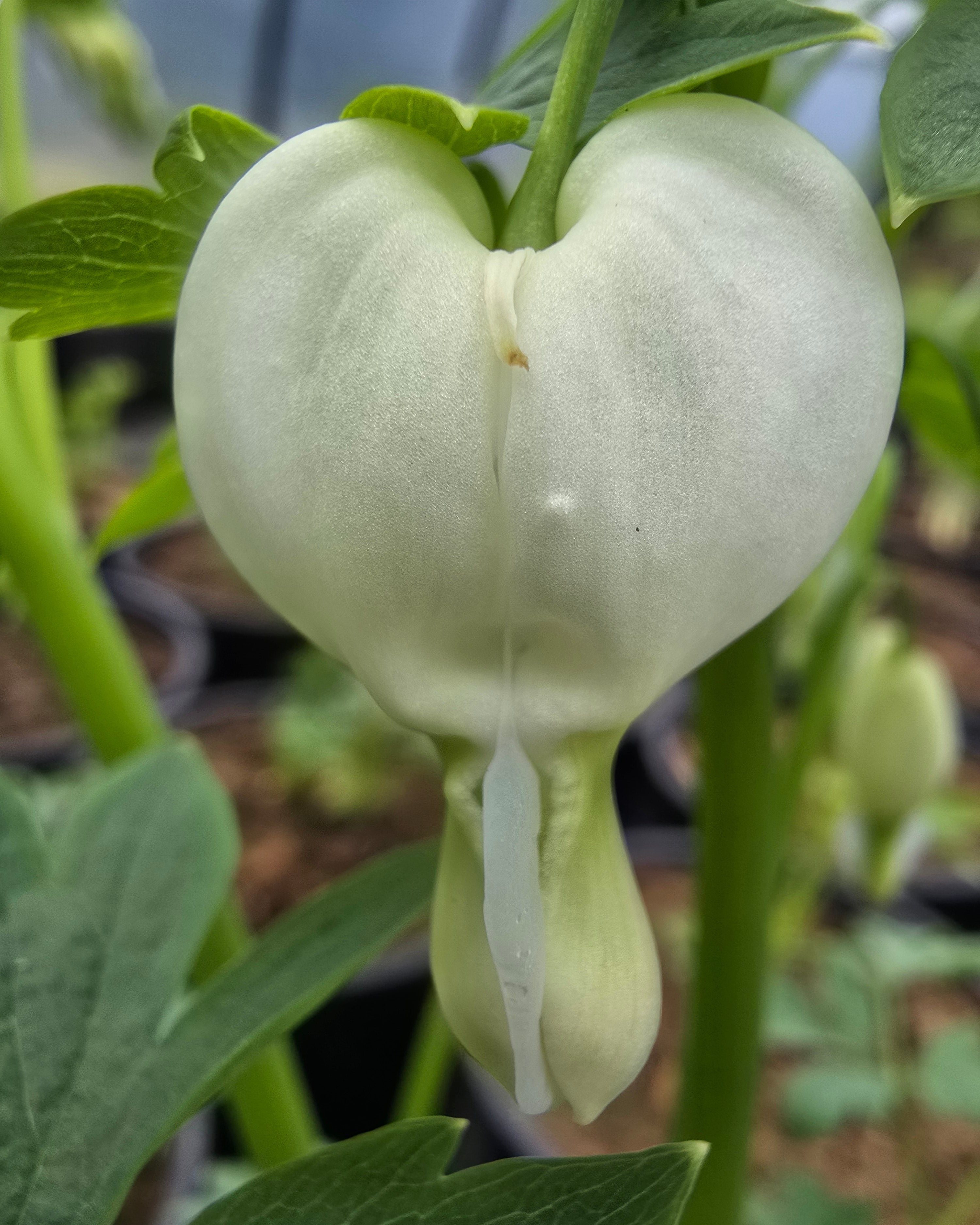 Harilik murtudsüda 'Alba'