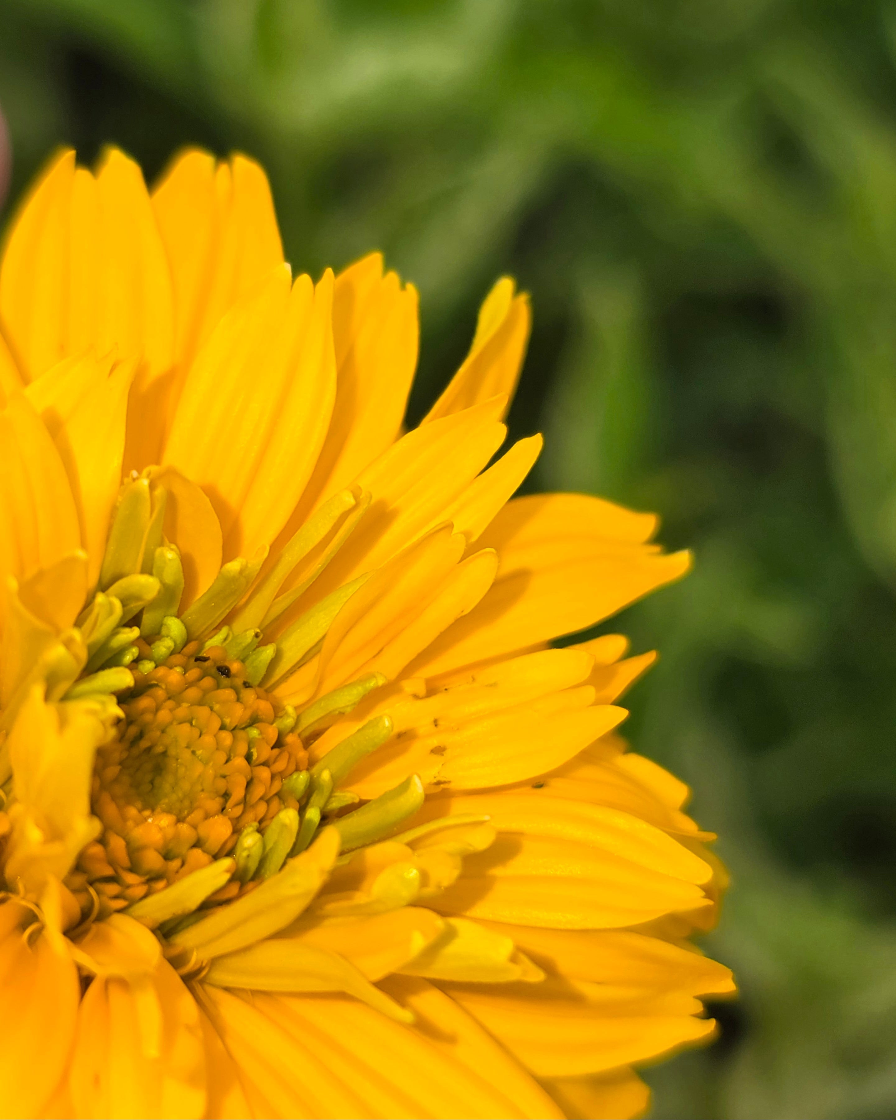 Harilik päikesesilm 'Double Sunstruck'