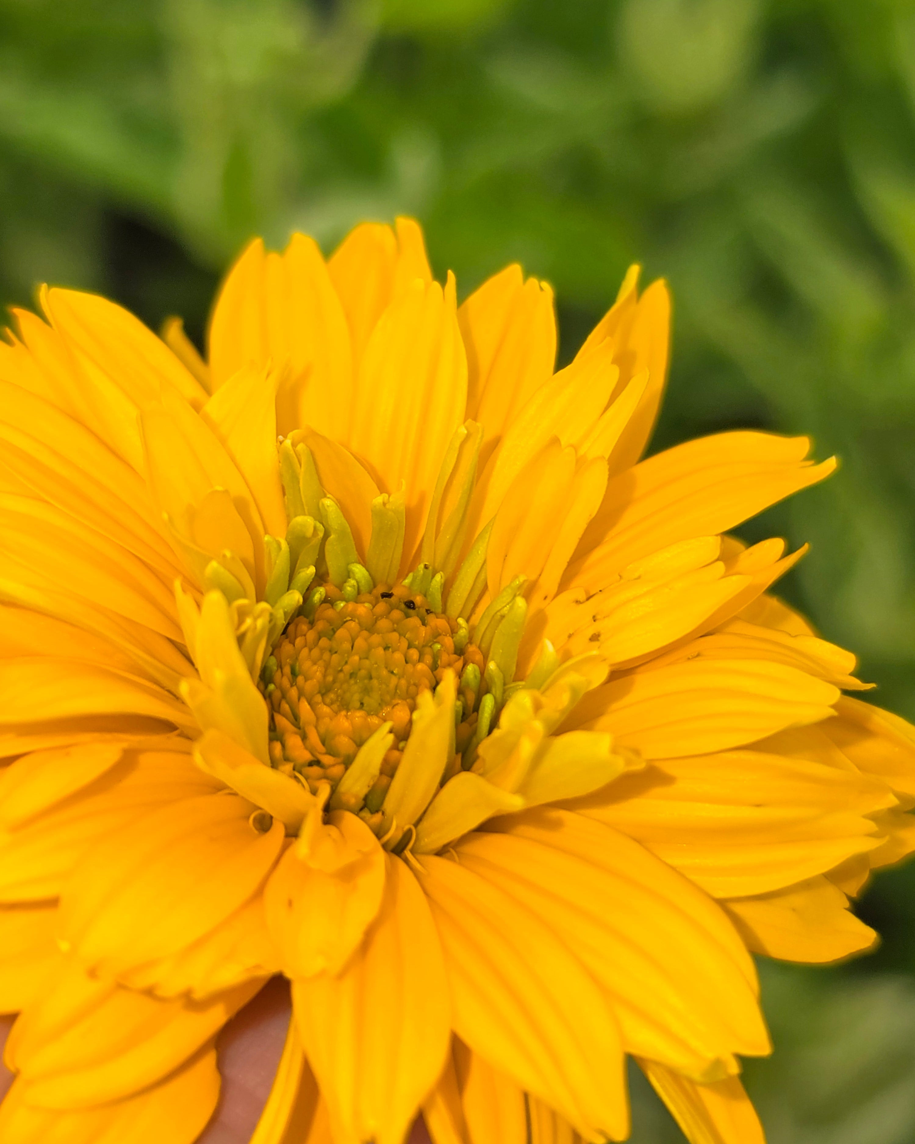 Harilik päikesesilm 'Double Sunstruck'
