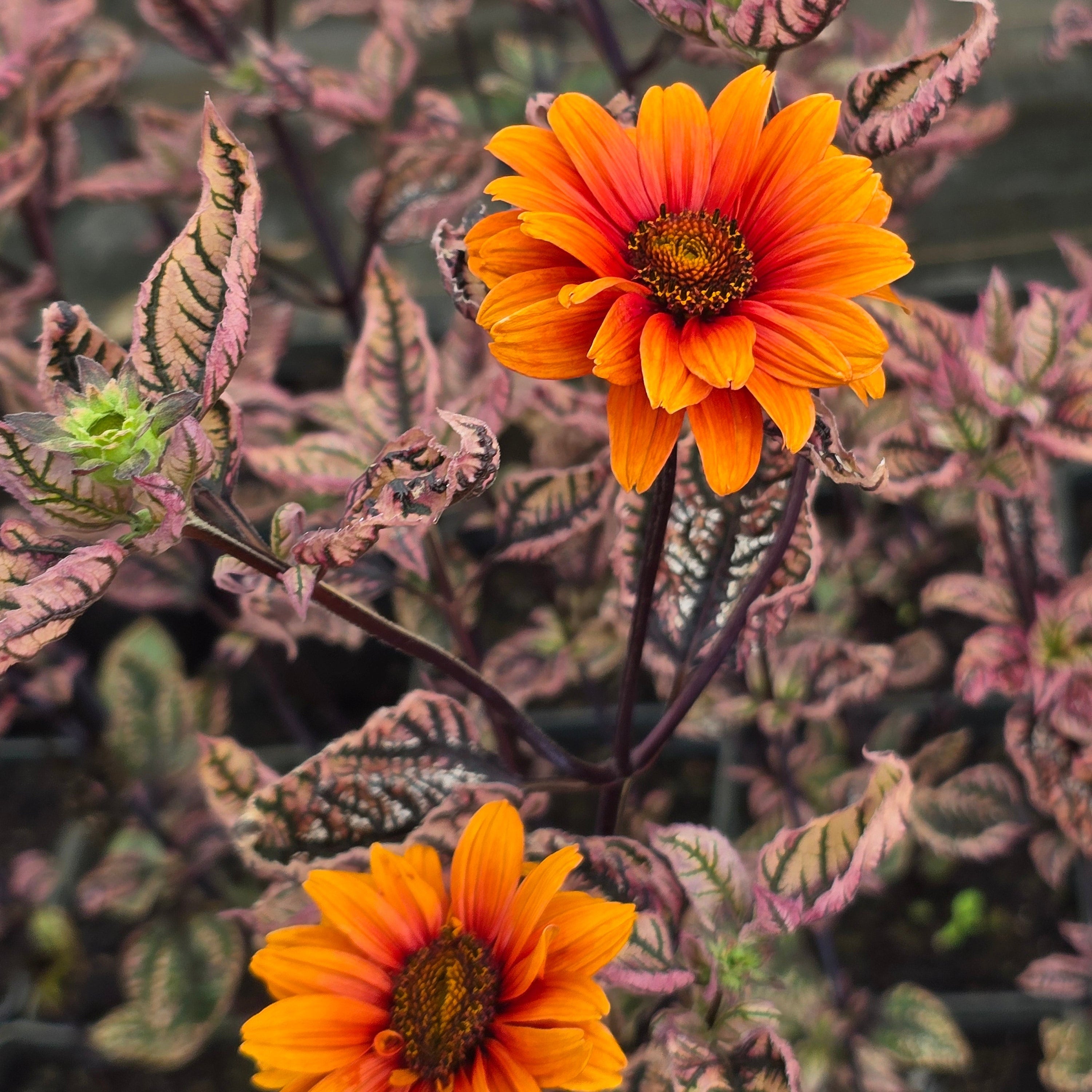 Harilik päikesesilm 'Orange Marble'