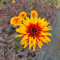 Harilik päikesesilm 'Yellow Spider'