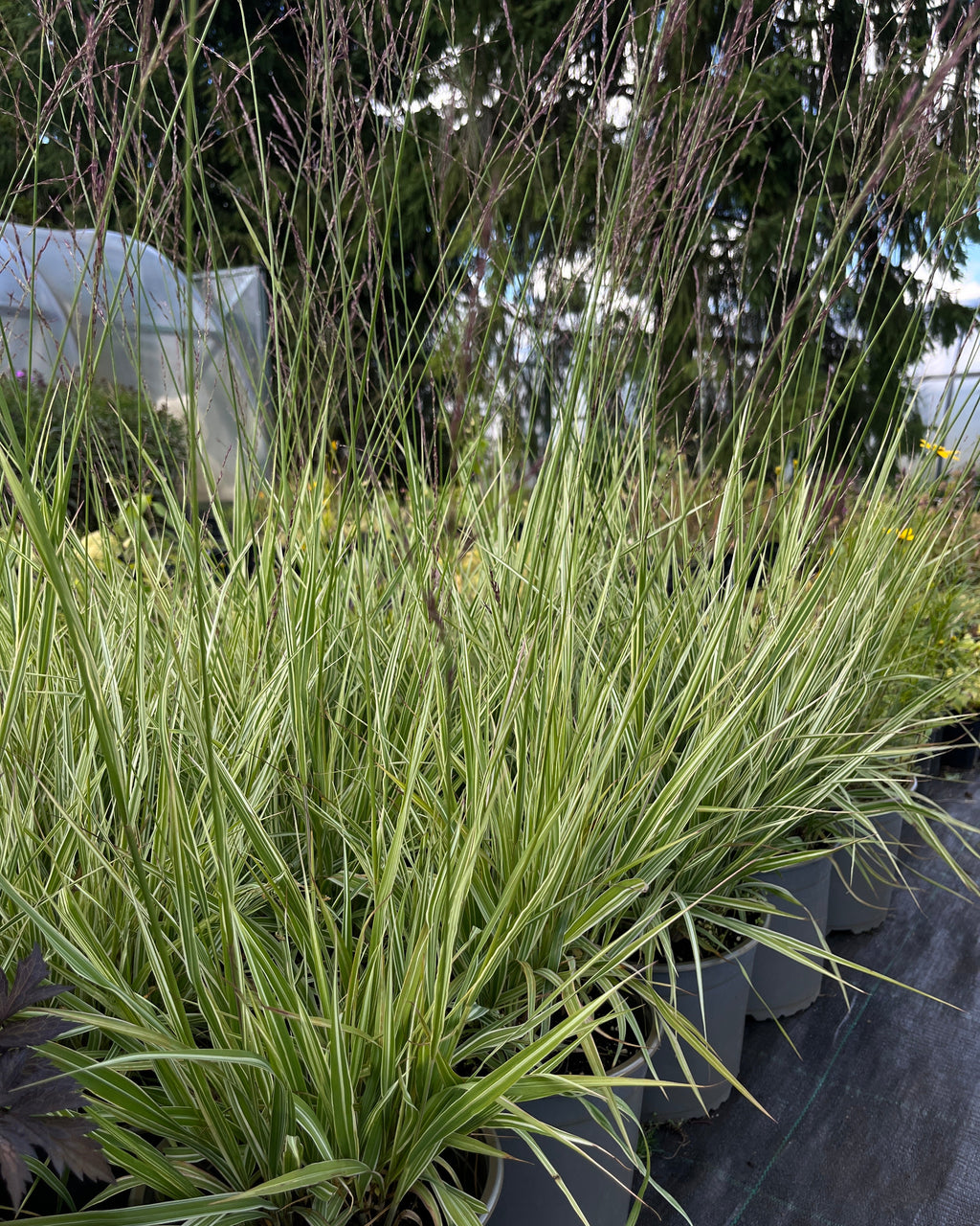 Harilik sinihelmikas 'Variegata'