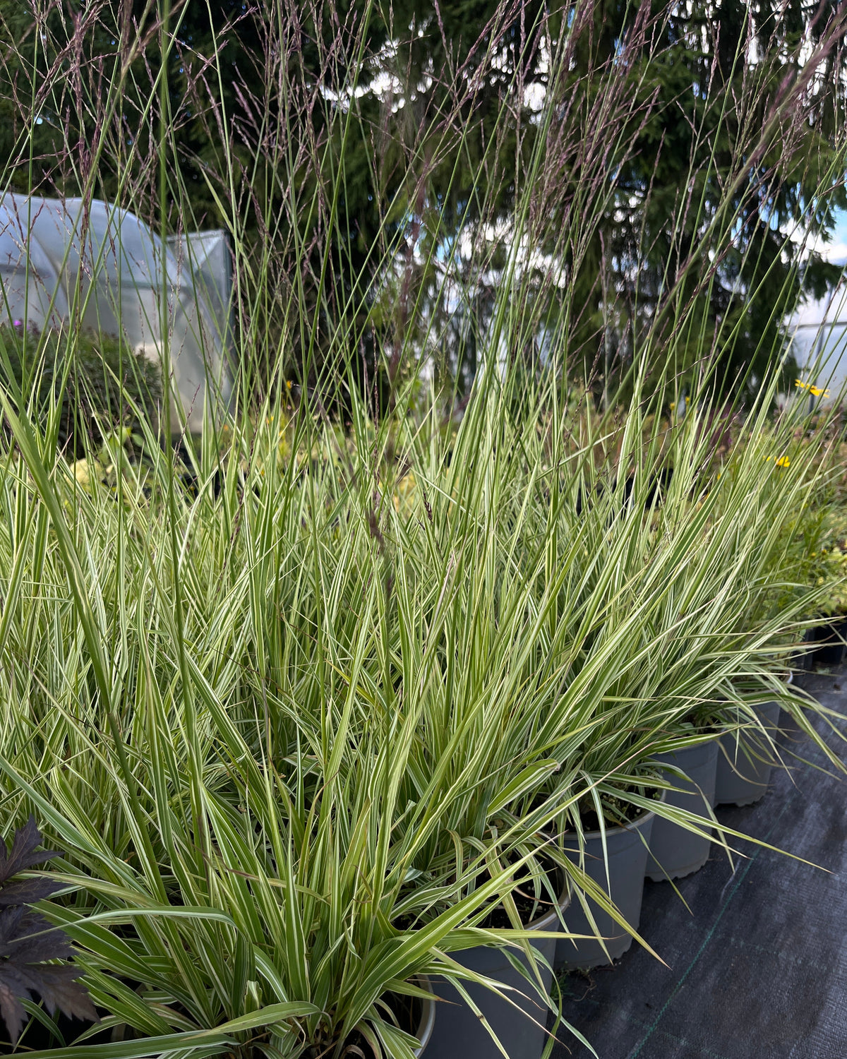 Harilik sinihelmikas 'Variegata'