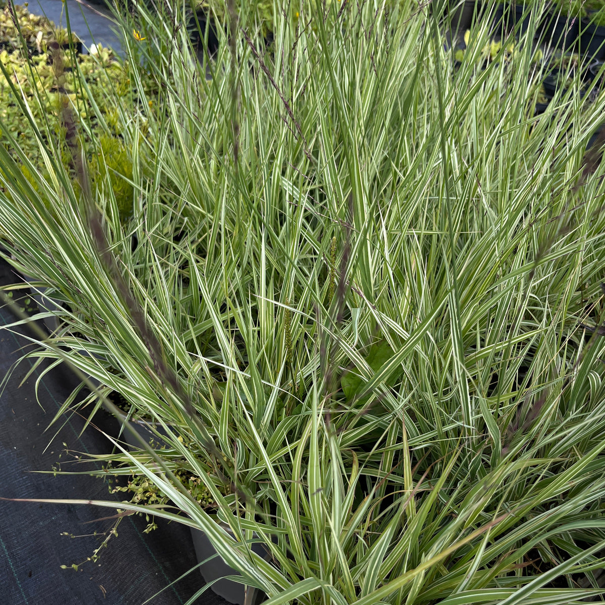 Harilik sinihelmikas 'Variegata'