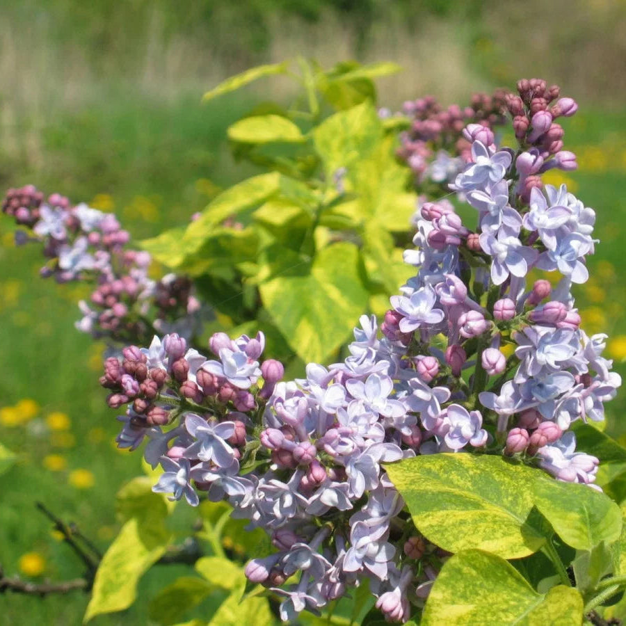 Harilik sirel 'Aucubaefolia'