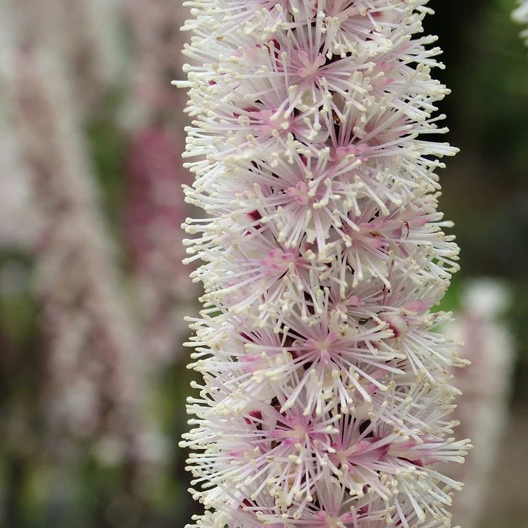 Haruline lursslill 'Pink Spike'