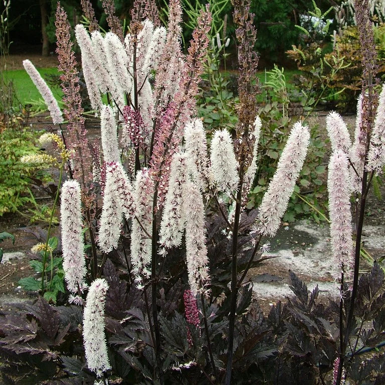 Haruline lursslill 'Pink Spike'