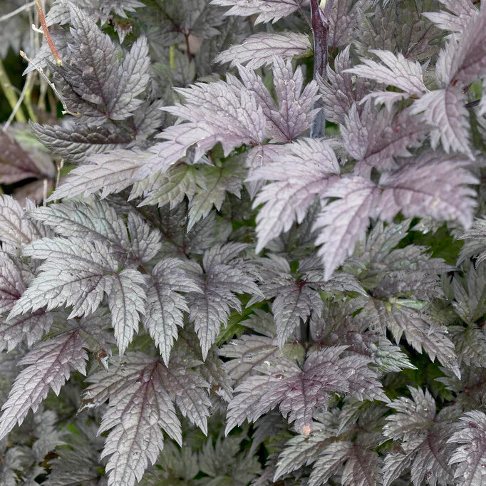 Haruline lursslill 'Pink Spike'
