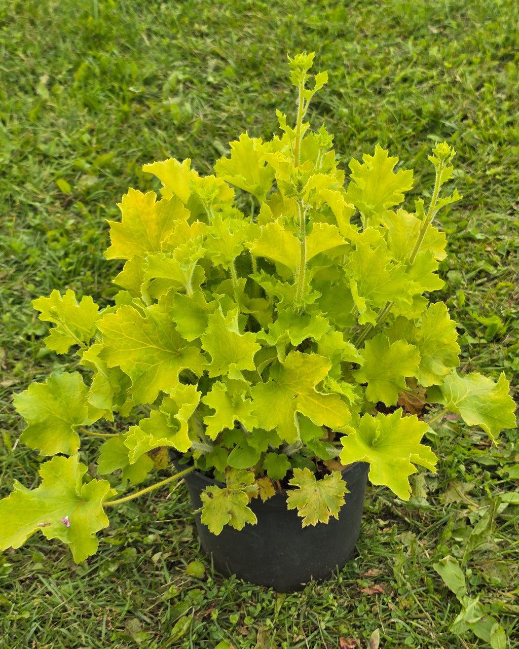Helmikpööris 'Rex Lime'