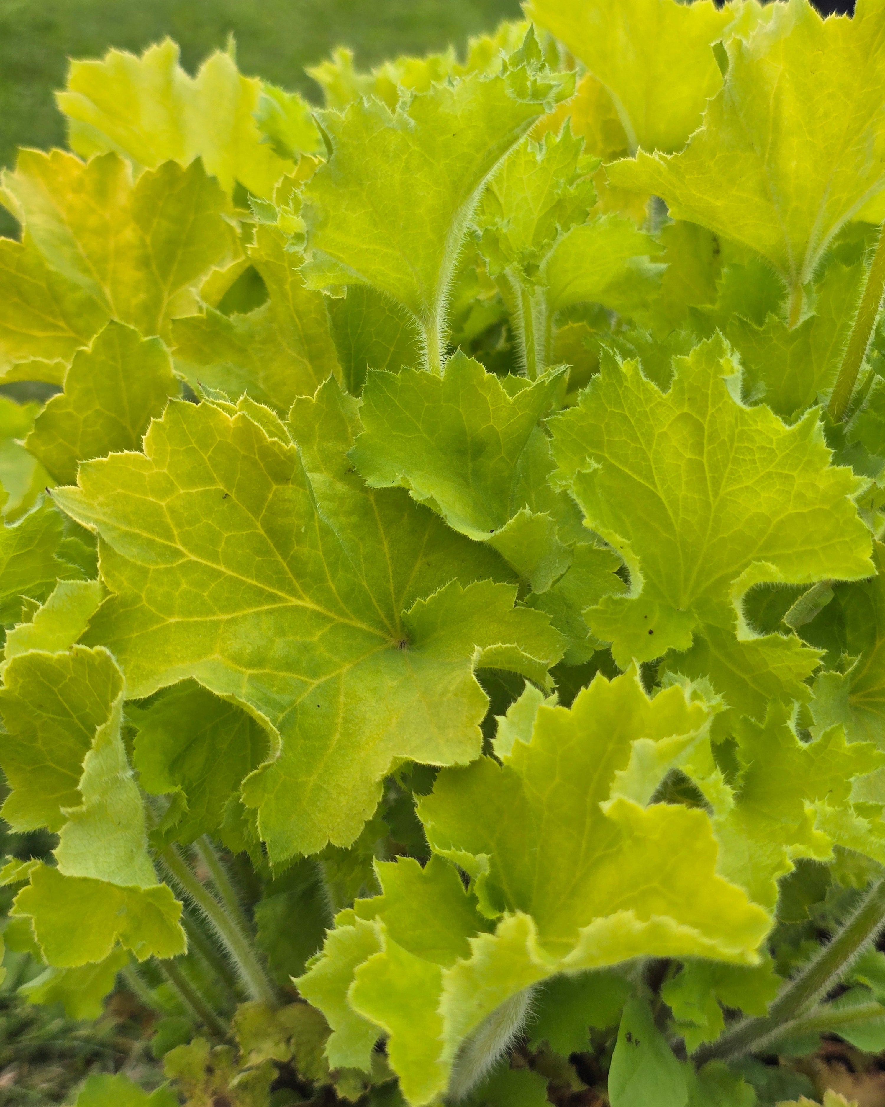 Helmikpööris 'Rex Lime'
