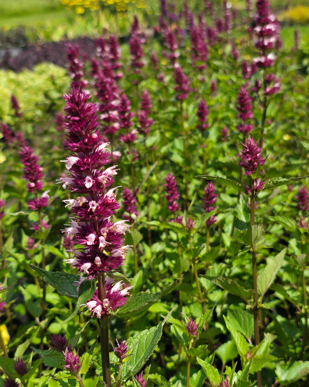 Hiidiisop 'Beelicious Pink'