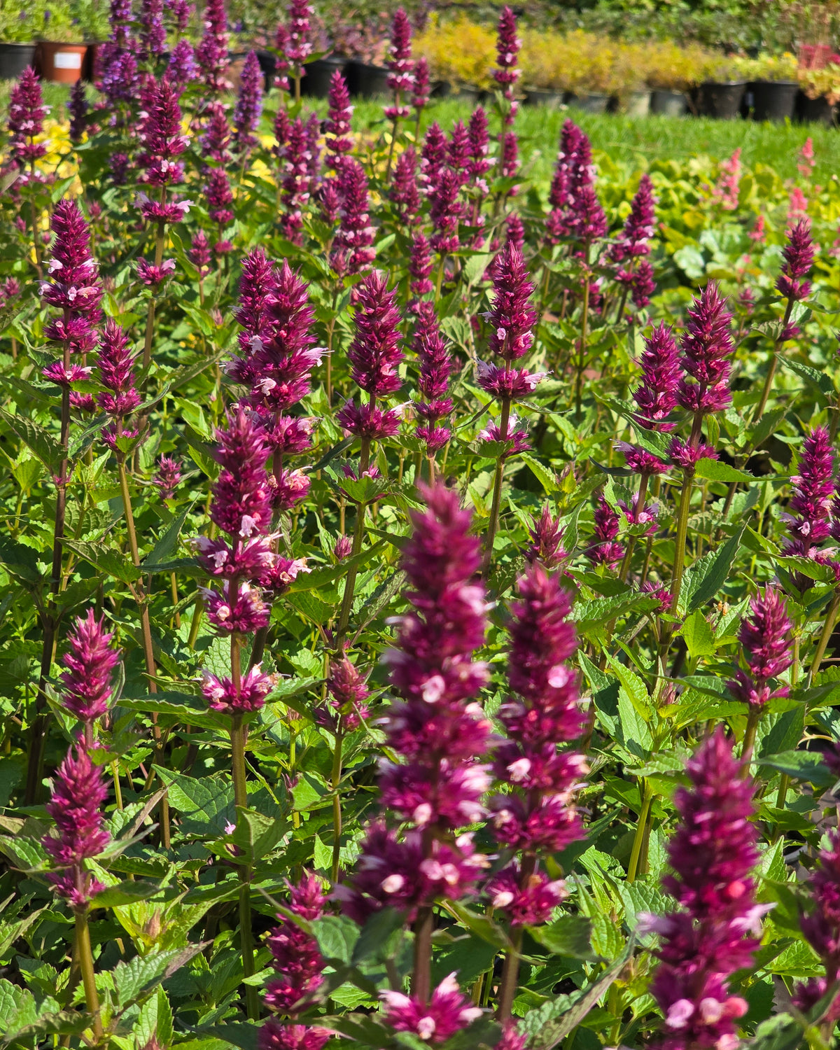 Hiidiisop 'Beelicious Pink'