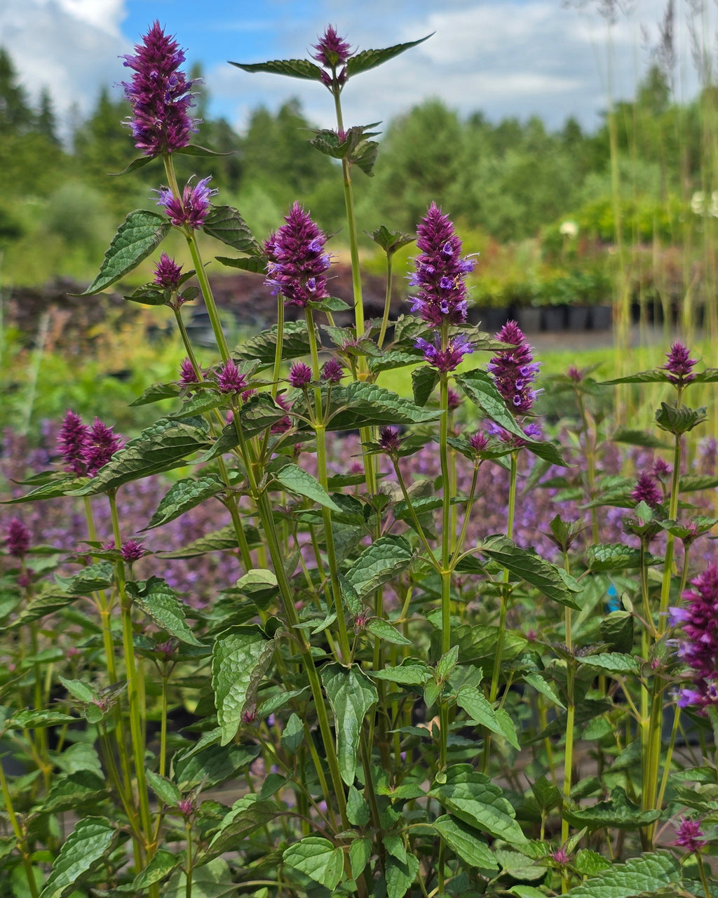 Hiidiisop 'Beelicious Purple'