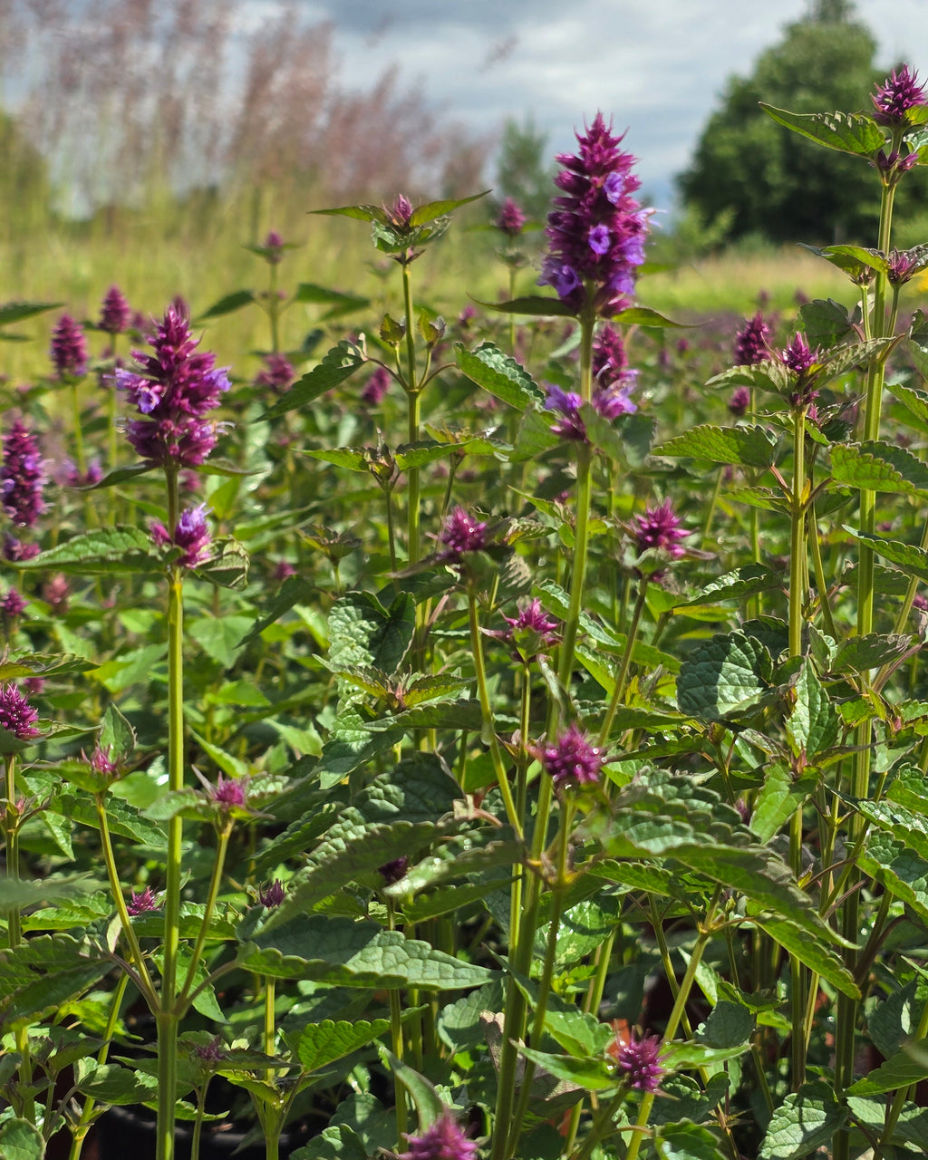Hiidiisop 'Beelicious Purple'