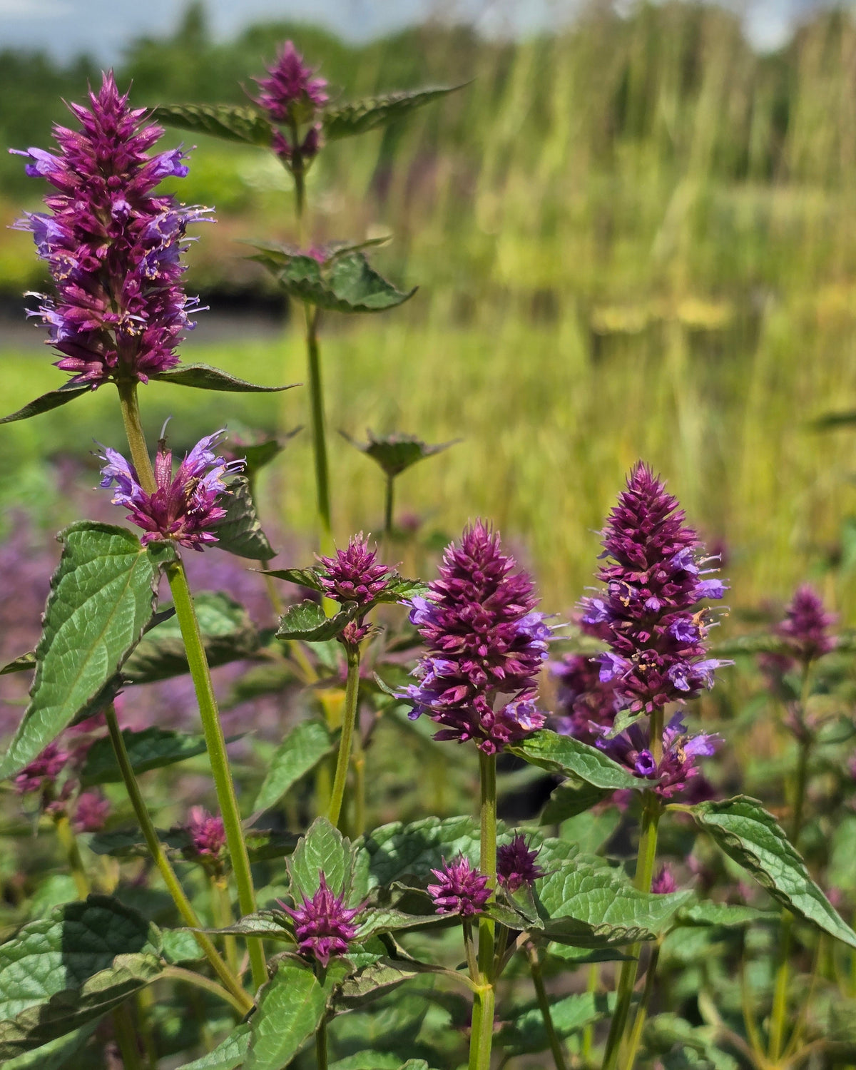 Hiidiisop 'Beelicious Purple'