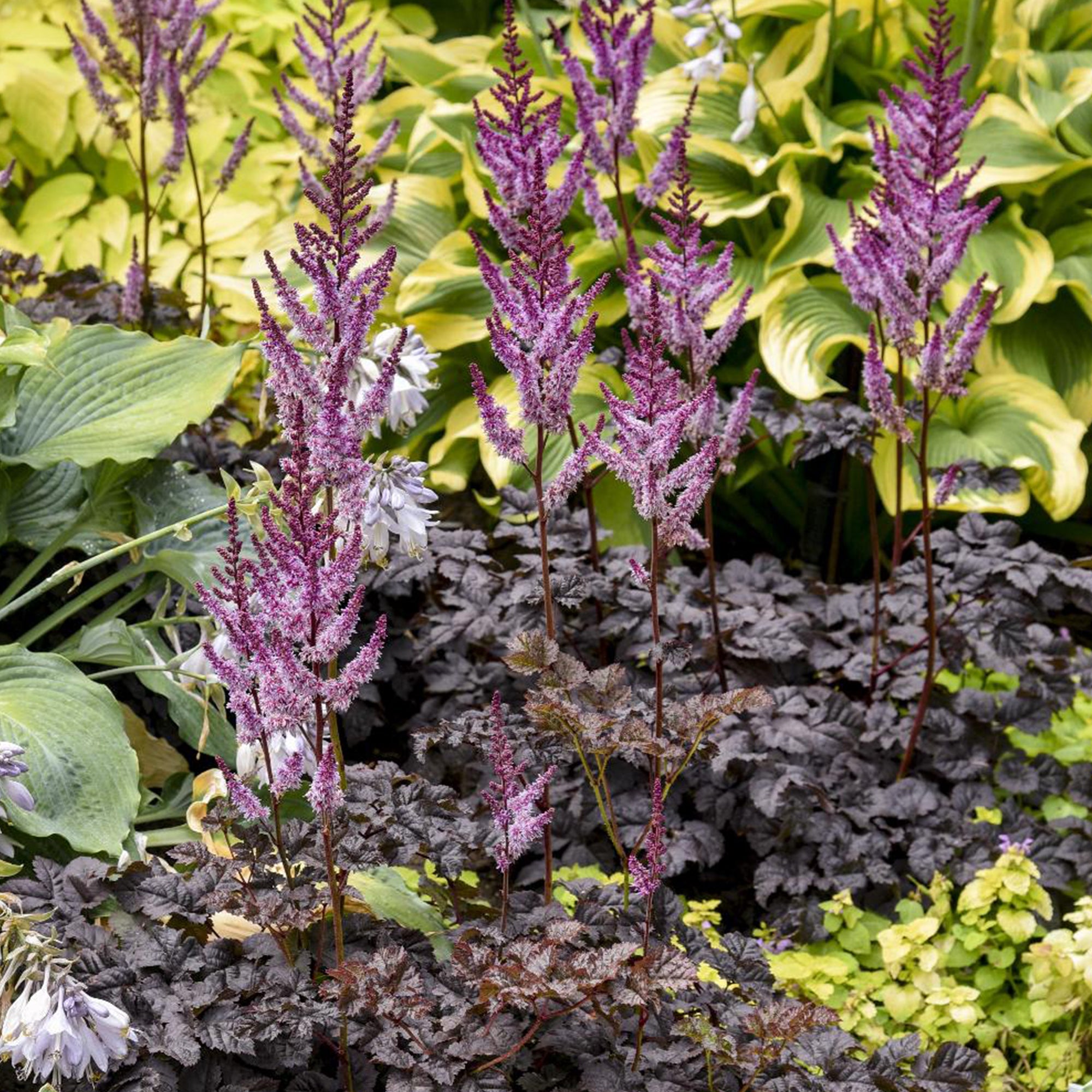 Hiina astilbe 'Dark Side of the Moon'