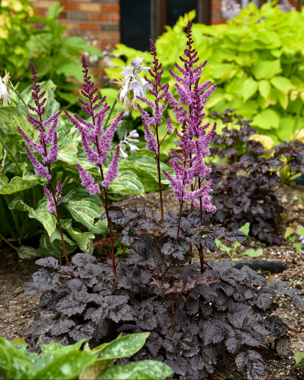 Hiina astilbe 'Dark Side of the Moon'