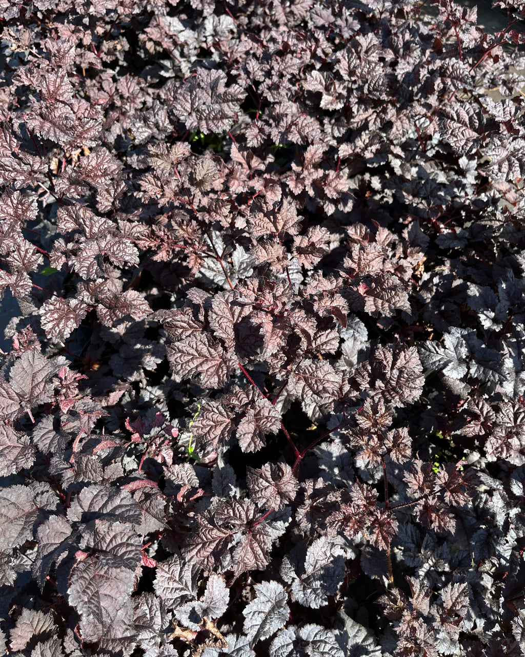 Hiina astilbe 'Dark Side of the Moon'