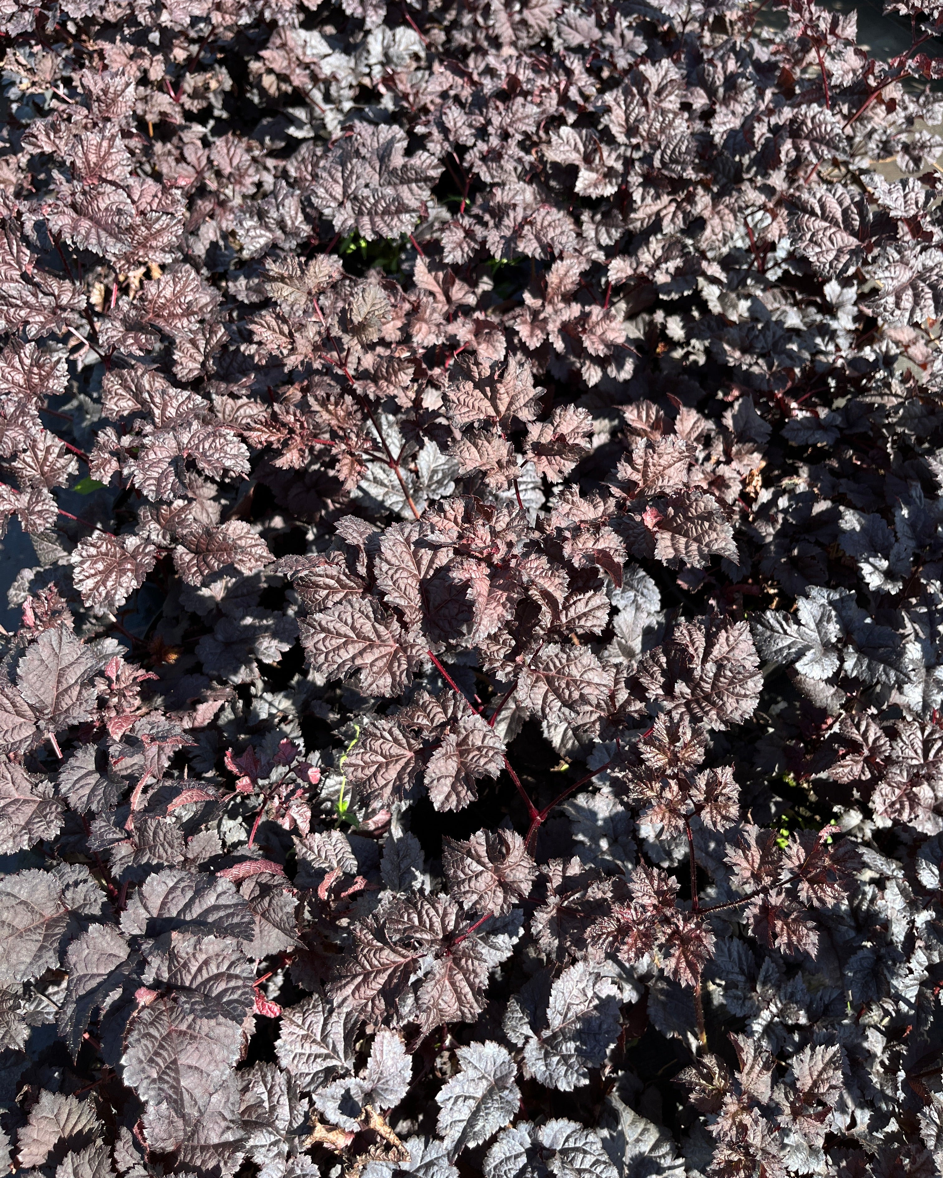 Hiina astilbe 'Dark Side of the Moon'
