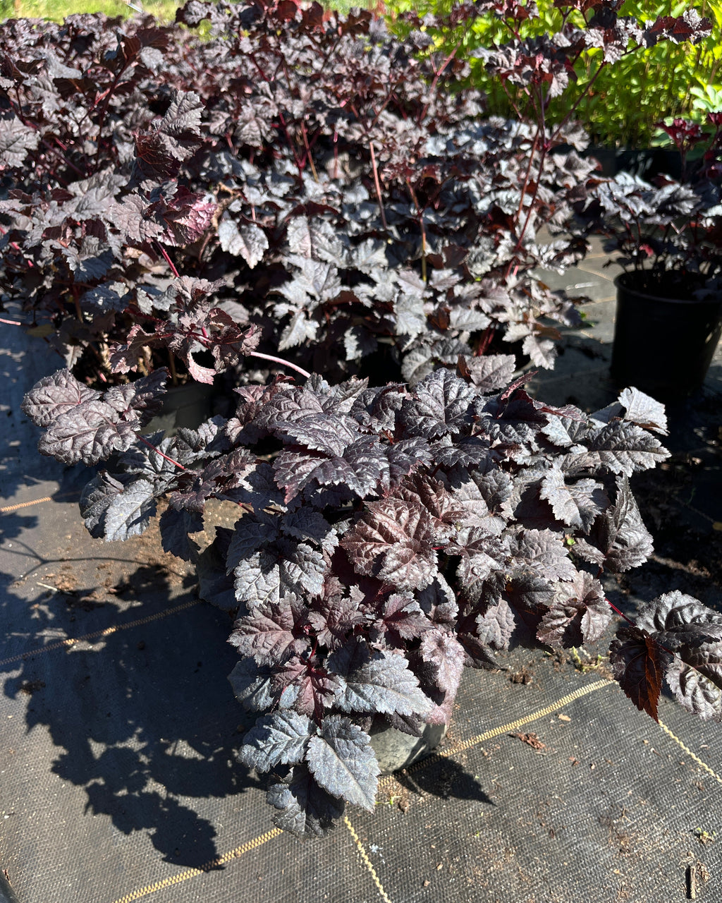Hiina astilbe 'Dark Side of the Moon'