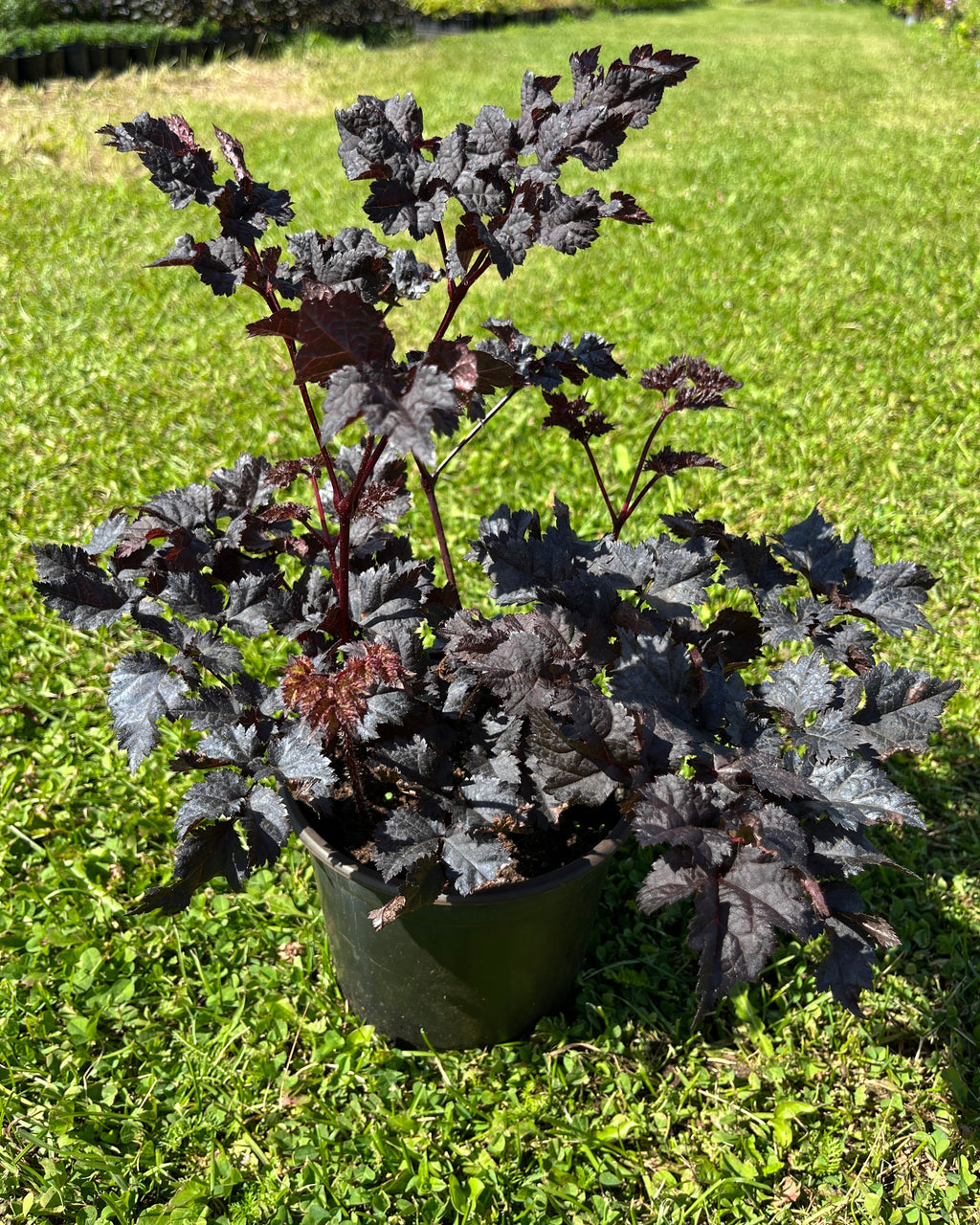 Hiina astilbe 'Dark Side of the Moon'