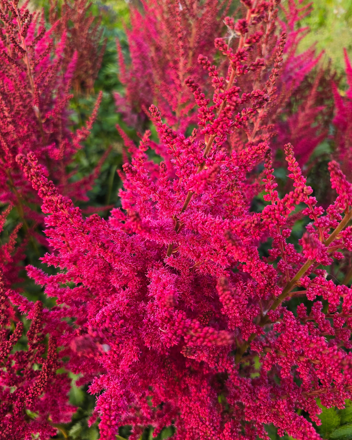 Close-up of a vibrant pink and green plant