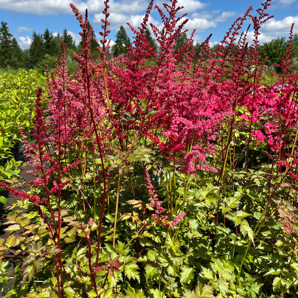 Hiina astilbe 'Red Skyscraper'