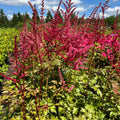 Hiina astilbe 'Red Skyscraper'