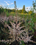 Hiina astilbe 'Spotlight'